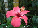 Hibiscus Rosa